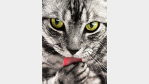 고양이 이상행동 5가지..‘이유나 알자’