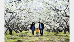 기차여행과 봄꽃이 만났다