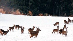 제주도 야생노루 포획 연장 논란