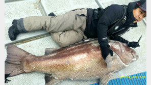 몸길이 175cm, 무게 120kg… 어른만한 초대형 돗돔