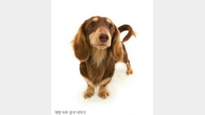 미니닥스훈트, 일본 최고 인기견 부동의 1위