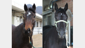 [경마 단신] 28일 제20회 동아일보배 대상경주 外