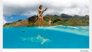 물놀이 여성들을 노리는 상어 ‘진위논란’