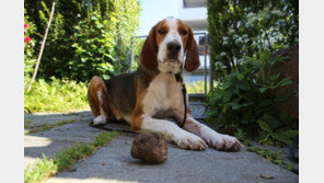 ‘세계 3대 진미’ 송로 버섯, 방사능 오염 거의 없다 