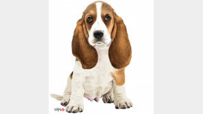  부부싸움에 열받는다고 개 던져 죽인 남편