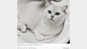 우리집 개고양이 SNS  스타로 만드는 방법