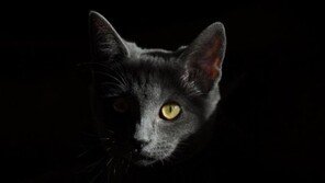 英 ‘런던 캣 킬러’ 공포..연쇄살인범 진화中?