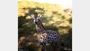 서울대공원 기린 '엘사' 숨져..'8년만에 얻었는데'
