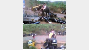 난동 부리는 코끼리에…자동차도 ‘와장창’