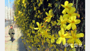 개나리 개화 시기, 서울은 4월 2일~3일 꽃놀이 가면 ‘딱’
