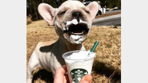 “개팔자가 상팔자!”… 스타벅스 퍼푸치노를 아시나요?