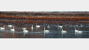 충남 합덕제 찾아온 ‘겨울 손님’
