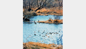 대구 안심습지 찾은 철새들