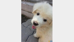 폭풍성장 시흥경찰 마스코트 '옥도리'