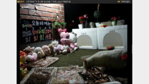 본격 고양이 먹방! ‘고양이 뷔페 방송’ 인기… “또다른 힐링?”