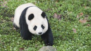 시진핑이 선물한 ‘판다’ 한 쌍 한국 도착…어디서 볼 수 있나