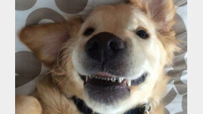 개가 치열 교정기를 낀다..오 맙소사?