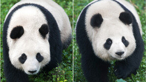 22년만에 온 판다, 이름 ‘아이바오’ ‘러바오’ 결정