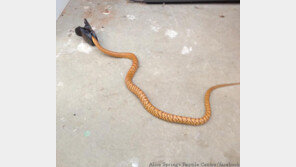 난감한 독사, 쥐덫에 걸렸다 구조돼