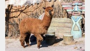 어린이대공원, 국내최초 '알파카' 공개