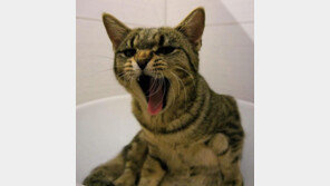 고양이를 열받게 하는 행동 5가지