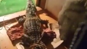 샴악어 무단사육 동영상 올린 20대 집에서 굶주린 악어 발견 