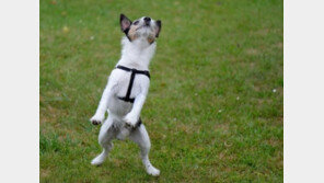 손님만 오면 '점프'.."관심주세요"