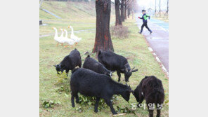 봄나들이 나온 거위-염소들