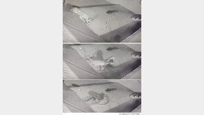 퓨마 vs 도베르만, 목숨 건 싸움의 승자는?