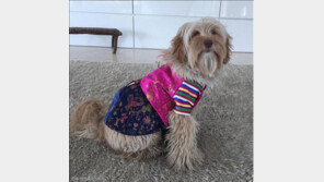 휴 잭맨 "알레그라도 한국에 오고 싶어했어요"