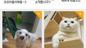 반려동물 종합앱 인투펫 출시