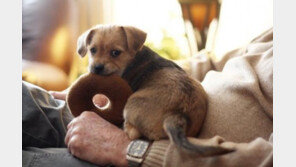 강아지 장난감..'삼킬 수 있는건 무조건 빼고'