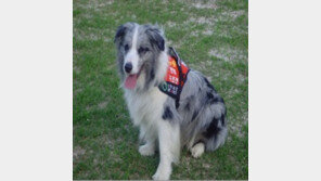 인명구조견 역량강화 적응훈련 실시