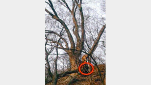 외과수술 받는 ‘월미산 평화의 나무’