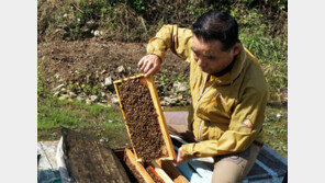 “양봉업 물려받기 싫었는데… 소포장 꿀판매로 대박 났죠”