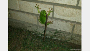 청개구리가 뱀 잡아먹어, ‘장면 포착’