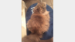 고양이 미용은 특별하다구요~