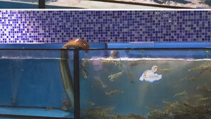 이사 다니는 똑똑한 뱀장어, 눈길