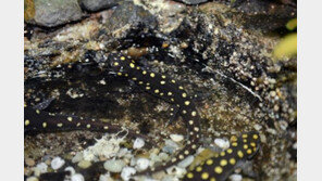 [국립생태원]?노란 반점의 ‘점박이도룡뇽’