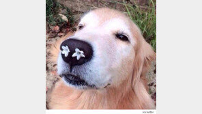 꽃냄새에 취한 개 ‘누리꾼 인기’