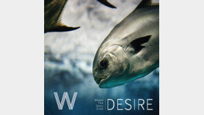 그룹 W, EP앨범 ‘디자이어’ 발매