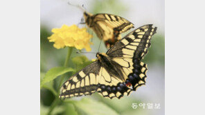 화려한 산호랑나비 날갯짓