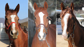 제 7회 스포츠동아배 대혼전…고배당 찬스