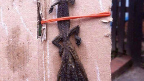 꼬리 아홉 개 도마뱀, 베트남에서 발견돼