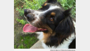 코가 두 개인 견공, 화제와 인기