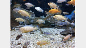 관상어 미래산업으로 육성한다