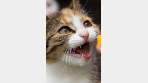 5년 뒤 고양이와 대화할 수 있다?