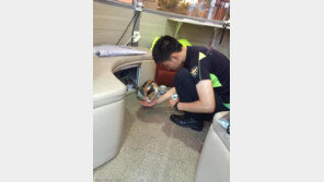 경찰서에서 두 번 출산한 고양이