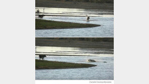 호기심에 다가갔다가…악어에 잡아먹힌 개 포착