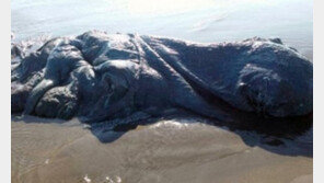 해안가서 기이한 생명체 발견… “이게 살아있는 동물이라고?”